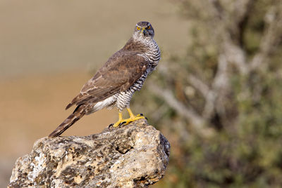 Close-up of bird perching on rock