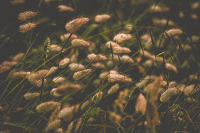 Plants growing on a tree