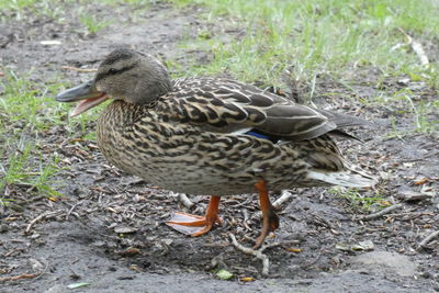 High angle view of mallard duck on field