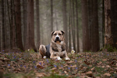 Portrait of dog in the forest