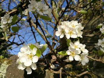 White apple blossoms in spring