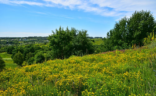Scenic view of field against sky