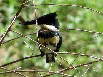 Close-up of bird perching on branch