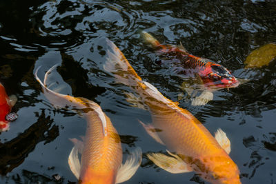 Japanese carp
