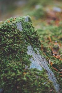 Close-up of lichen on moss