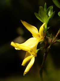 Close-up of honey bee on flower