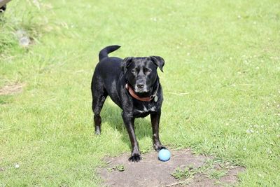 Black dog with ball on grass