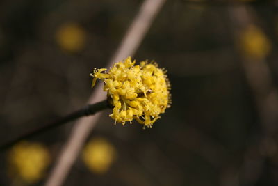 Close-up of yellow flowering plant