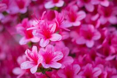 Close-up of pink flowering plant