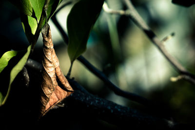 Close-up of leaves in forest