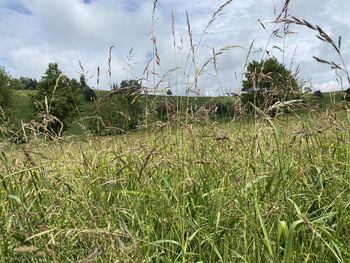 Plants growing on field against sky