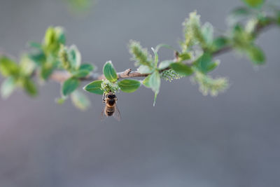 Close-up of bee on leaf