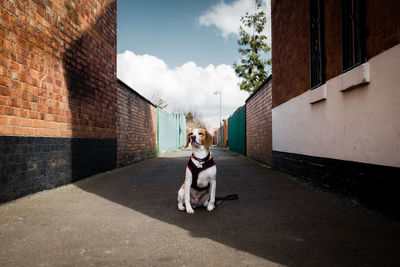 Beagle sitting on road amidst buildings against sky during sunny day