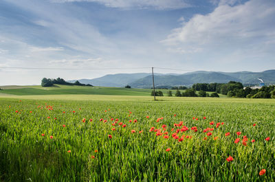 Scenic view of field against sky