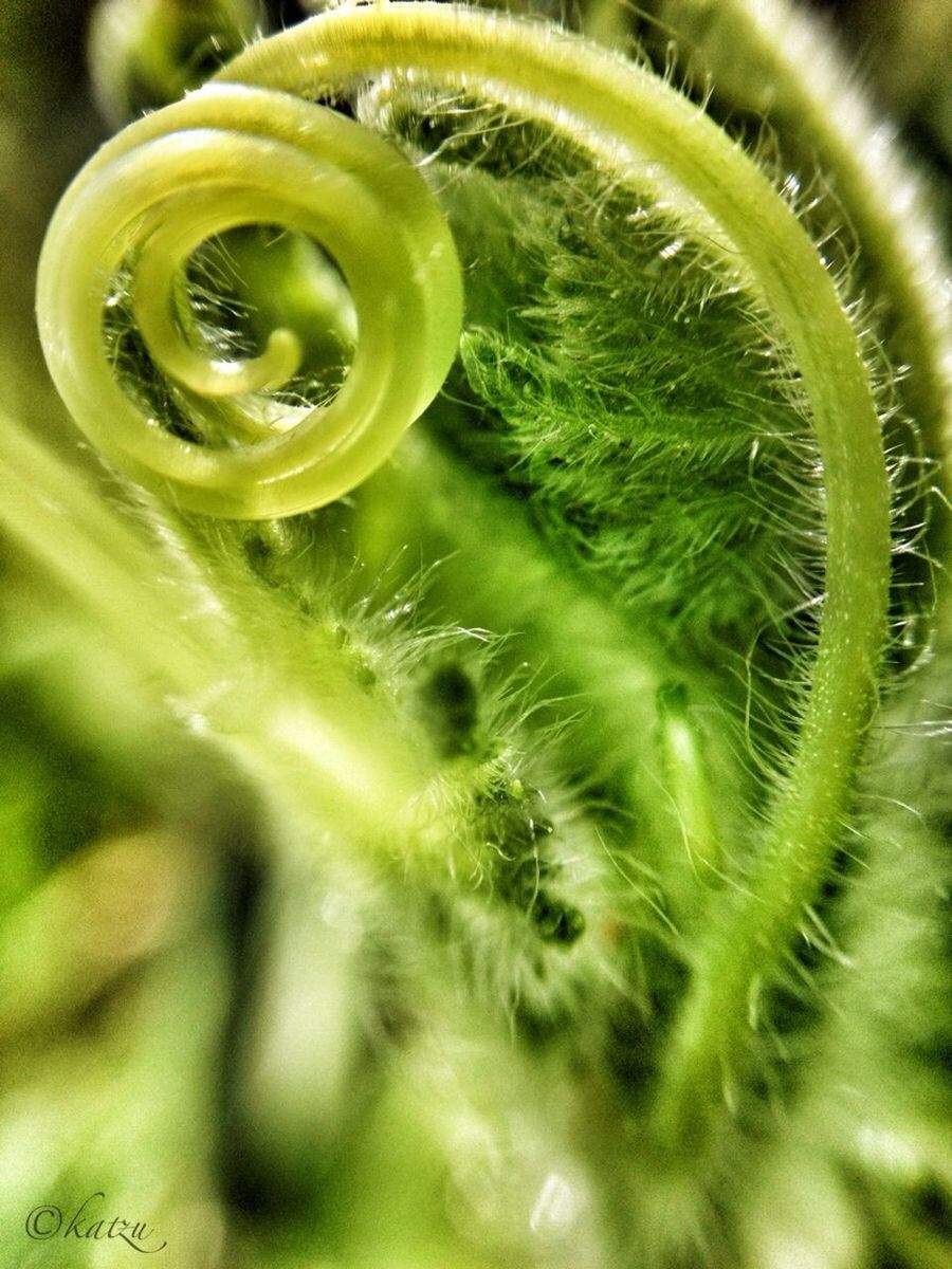 green color, close-up, growth, freshness, nature, focus on foreground, fragility, selective focus, beauty in nature, plant, drop, water, green, grass, detail, dew, no people, wet, natural pattern, outdoors