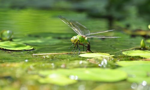 Close-up of dragonfly on plant