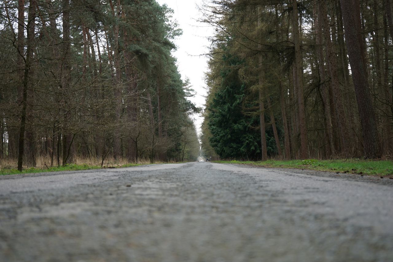 tree, direction, road, the way forward, plant, diminishing perspective, no people, forest, transportation, land, nature, tranquility, vanishing point, day, non-urban scene, empty, tranquil scene, outdoors, surface level, growth, treelined