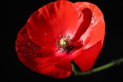 Close-up of red flower against black background