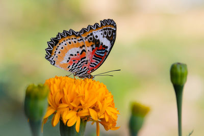 Close-up of butterfly pollinating on flower