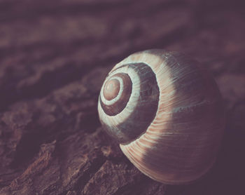 Close-up of snail