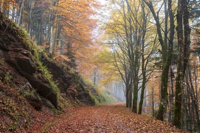 Road amidst trees in forest during autumn