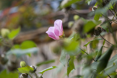 Close-up of pink flowering plant