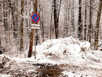 Snow covered trees in forest