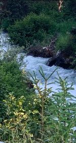 Scenic view of river amidst trees in forest