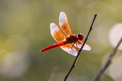 Close-up of dragonfly on plant