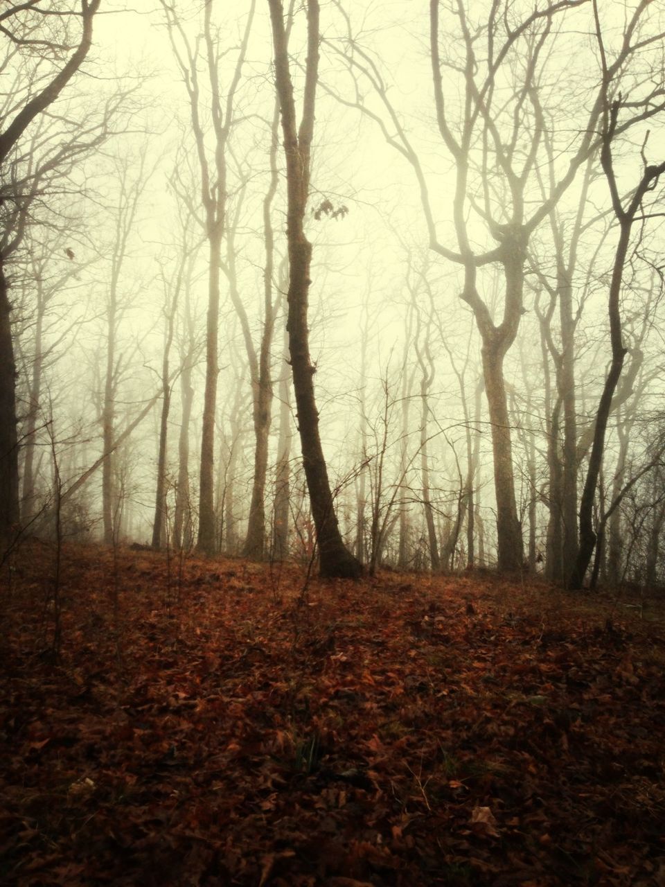 tree, bare tree, tranquility, tranquil scene, autumn, tree trunk, branch, nature, scenics, forest, beauty in nature, landscape, woodland, non-urban scene, change, season, growth, outdoors, day, no people