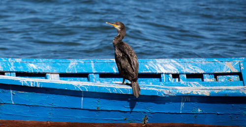 Cormoran relaxing on a wooden pole in a pond in southern sardinia