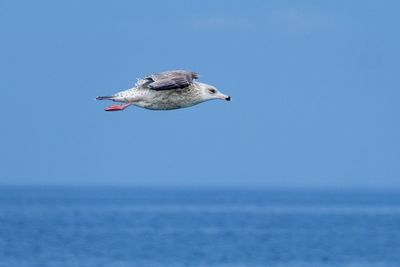 Seagull flying over sea against clear sky