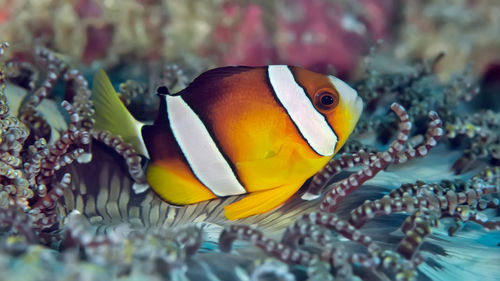 Close-up of fish in sea