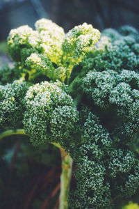 Close-up of broccoli