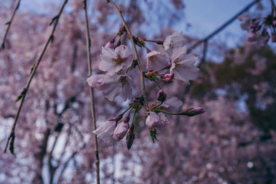 Close-up of pink cherry blossoms in spring