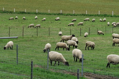 Flock of sheep grazing in field