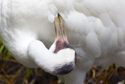 Close-up of crane