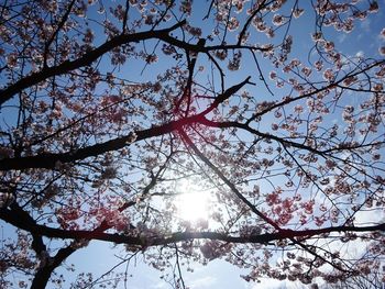 Low angle view of trees against sky