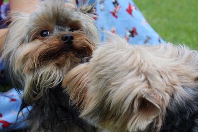 Close-up of dog