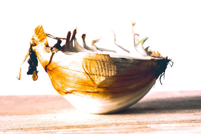 Close-up of fruit on table against white background