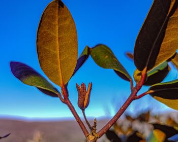 Close-up of succulent plant against blue sky