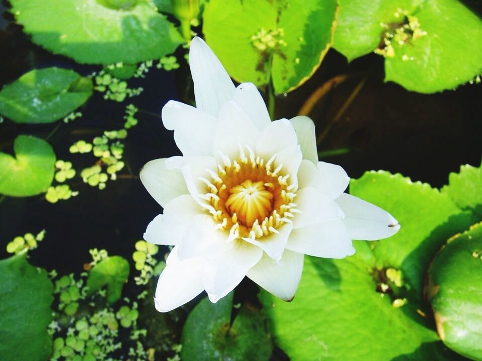 flower, petal, water lily, freshness, flower head, leaf, fragility, white color, lotus water lily, growth, pond, water, single flower, beauty in nature, floating on water, green color, nature, high angle view, plant, blooming