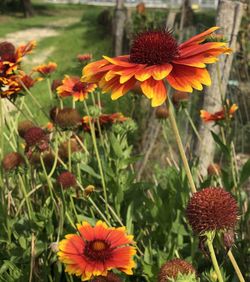 Close-up of red flowering plant on field