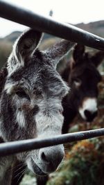 Close-up portrait of cat
