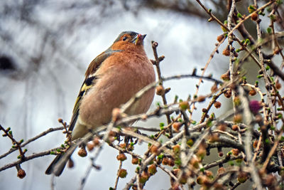 Close-up of bird perching on branch