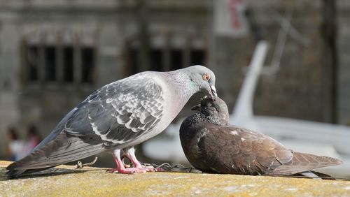 Close-up of pigeon perching