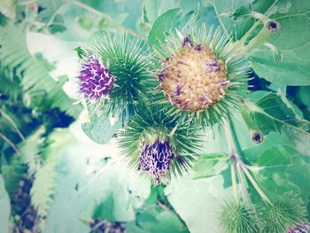 Close-up of thistle flowers