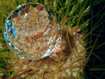 Close-up of jellyfish