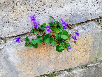 High angle view of purple flowering plants on wall