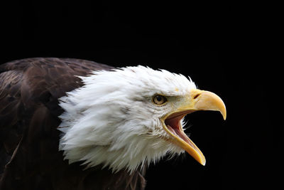 Close-up of eagle against black background